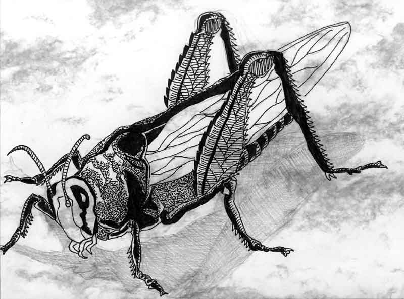 grasshopper.jpg