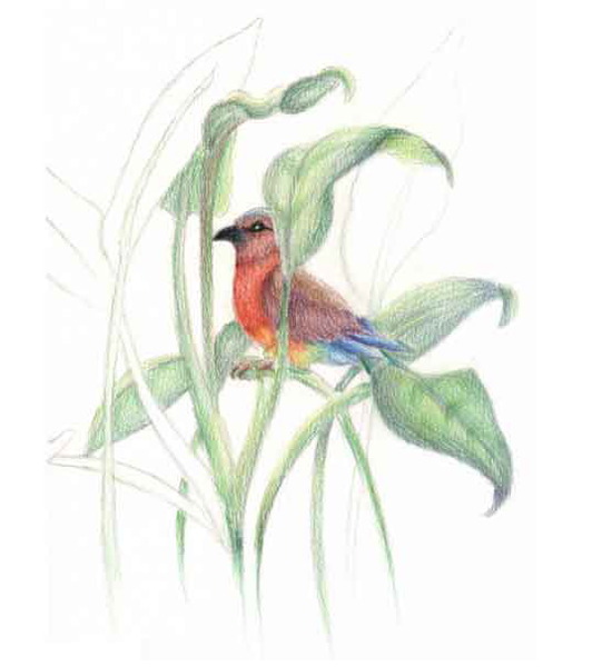 redbird.jpg